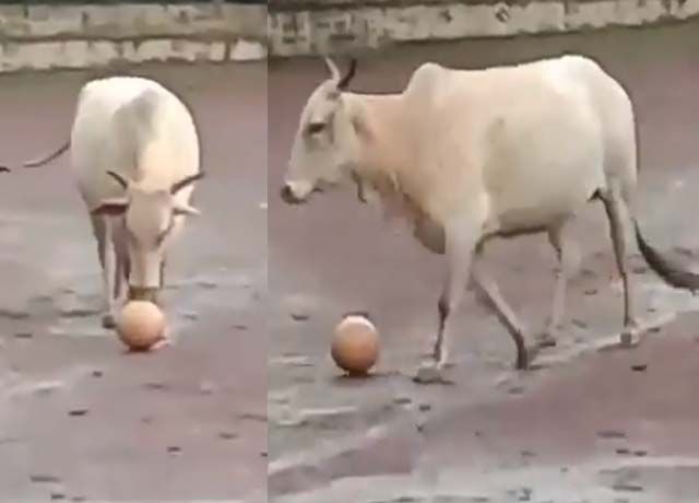 cow playing football